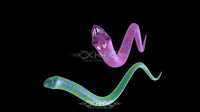 Snake Flow Loop Pack